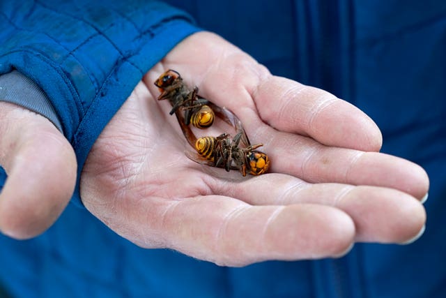 Invasive giant hornet which can wipe out beehives declared eradicated ...