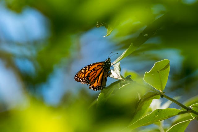 Monarch Butterflies California