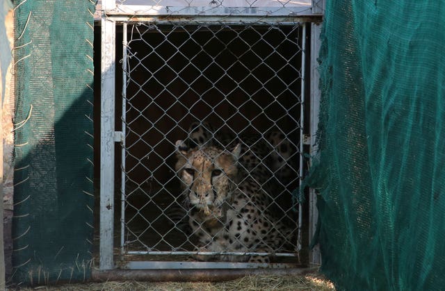 India Namibia Cheetahs