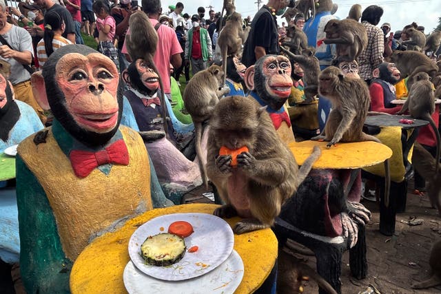 Monkeys eat fruit during a festival in Thailand