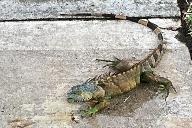 An iguana 