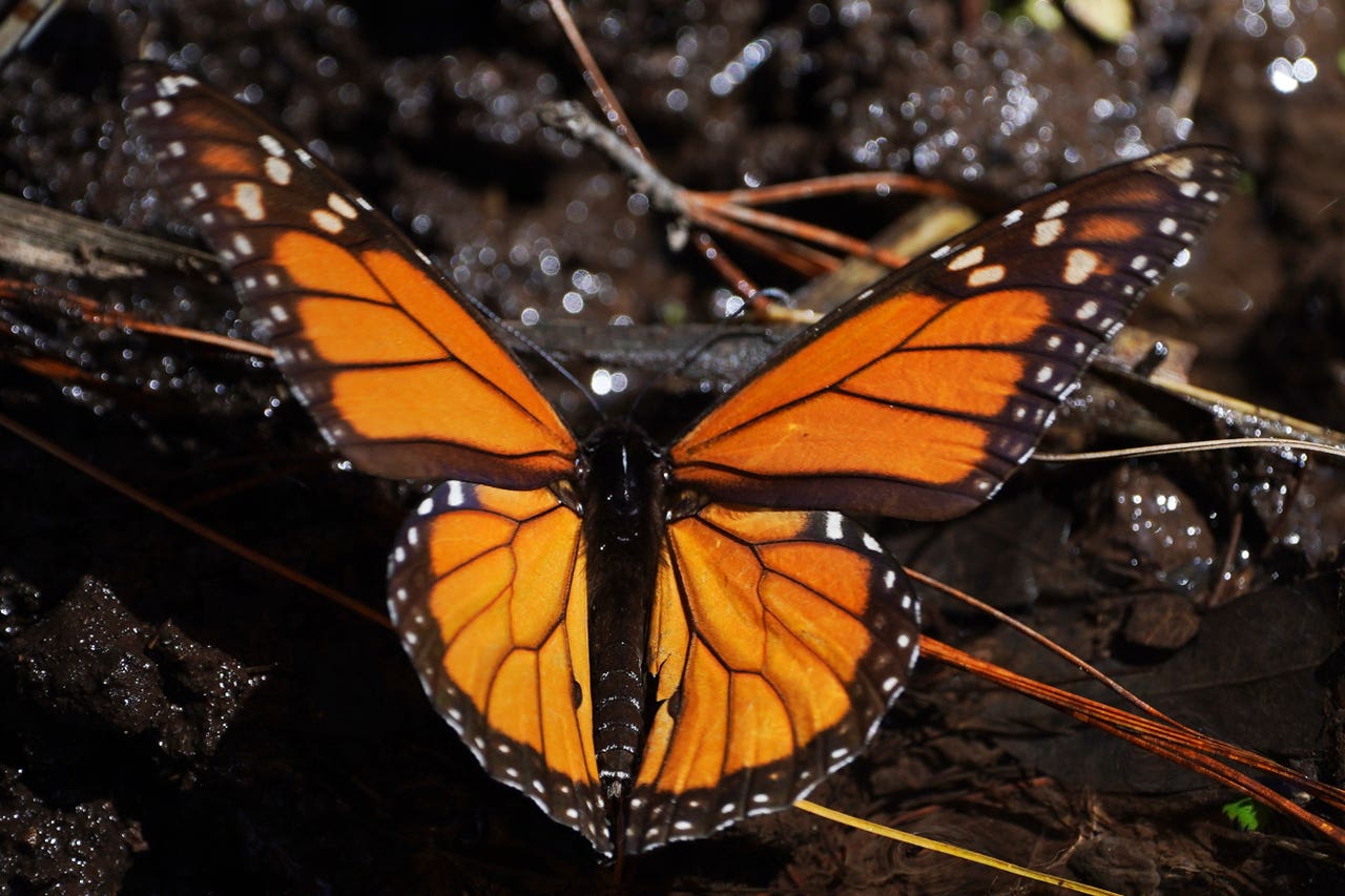 Monarch butterfly numbers rebound in California | Express & Star