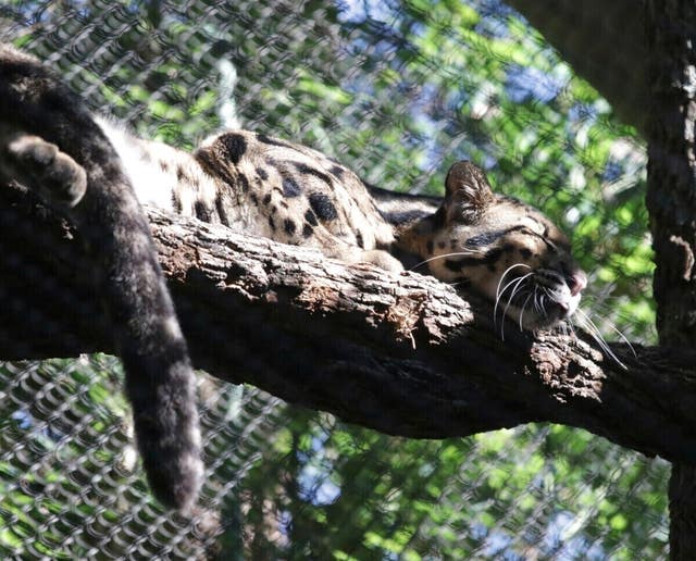 Clouded leopard Nova rests on a tree limb in an enclosure at Dallas Zoo