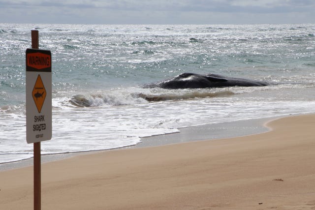 Hawaii Dead Whale Plastic