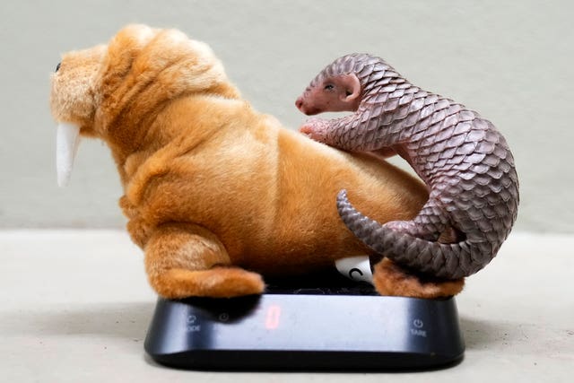 A baby Chinese pangolin being weighed at Prague Zoo, Czech Republic