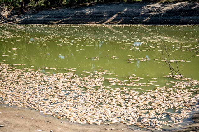 australian dead fish