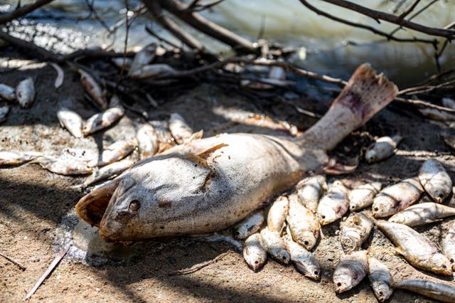 australian dead fish