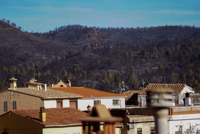 Charred trees