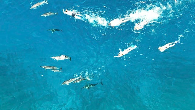 Swimmers swim after spinner dolphins in Honanau Bay, Hawaii 