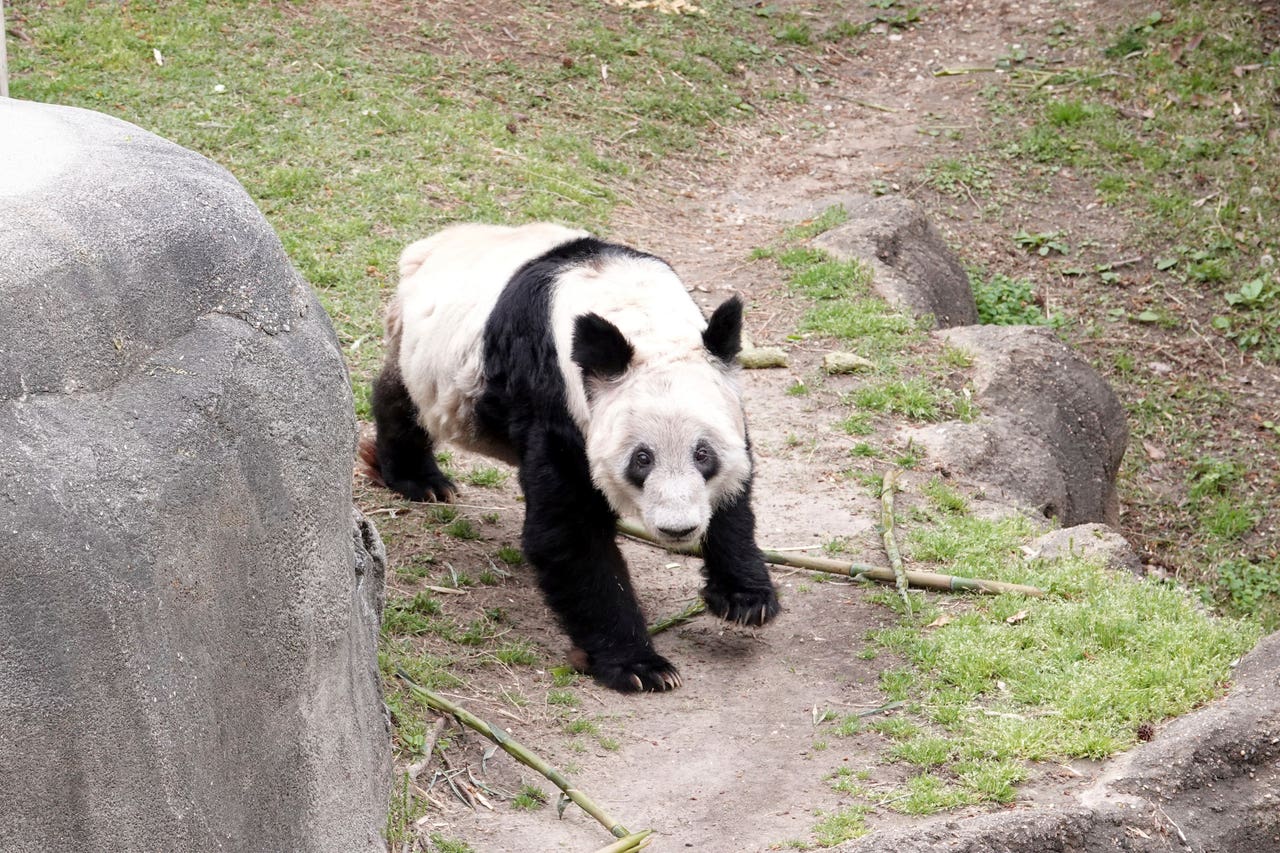 China welcomes Ya Ya the panda home after 20 years abroad - Jersey ...