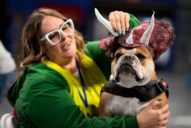 Shelly Vandenberg gets her bulldog Thor ready for judging