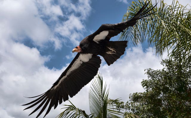 Condor takes flight