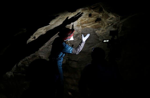 Bats on a cave wall