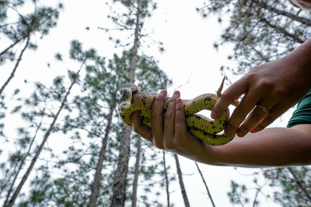 Snake Release