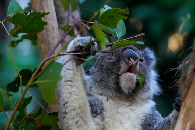 Koala Chlamydia Vaccinations