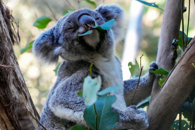 Koala Chlamydia Vaccinations