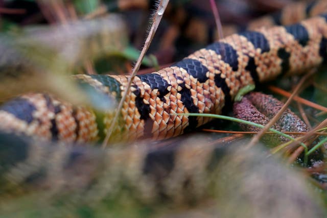 Snake Release