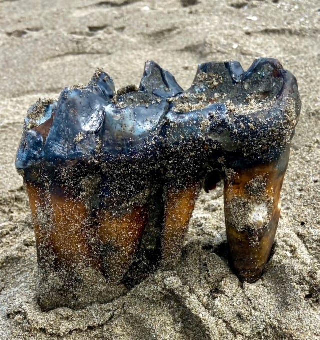 A mastodon tooth in the sand at a beach in Calirfornia