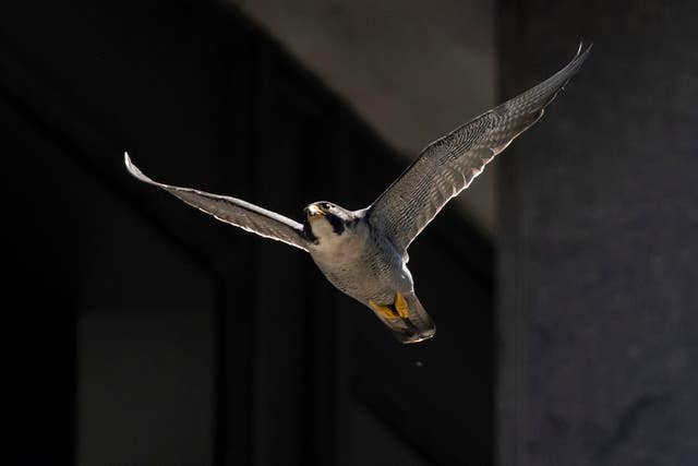 A peregrine falcon takes off from a ledge at 100 S Wacker Drive in the Loop in Chicago