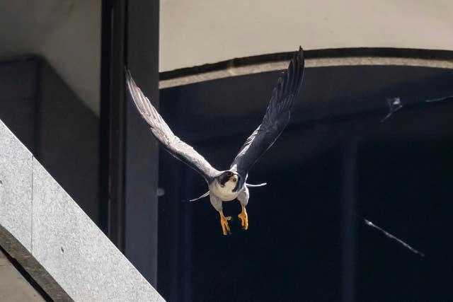 A peregrine falcon takes off from a ledge at 100 S Wacker Drive in the Loop in Chicago