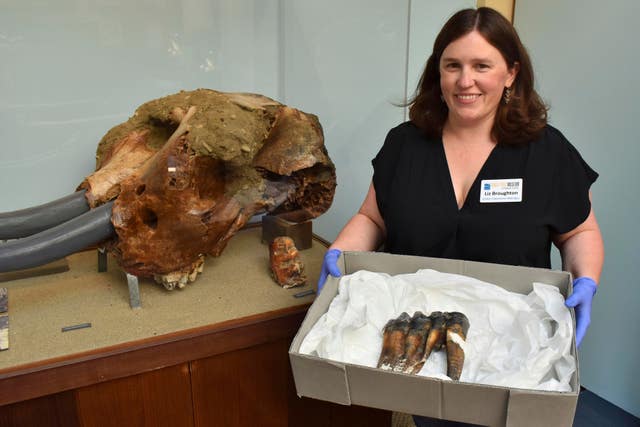 Santa Cruz Museum of Natural History visitor experience manager Liz Broughton holding a Mastodon tooth that was found at the mouth of Aptos Creek on Rio Del Mar State Beach, located off Monterey Bay in Santa Cruz County