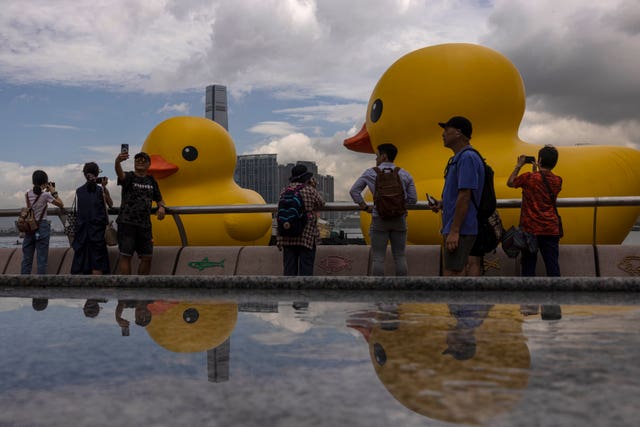 Hong Kong Giant Ducks