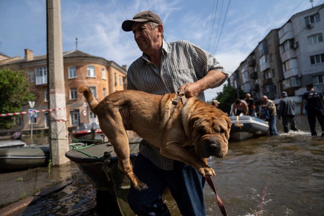Dog rescued from flood