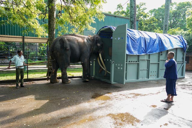 Sri Lanka Thai Elephant