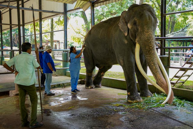 Sri Lanka Thai Elephant