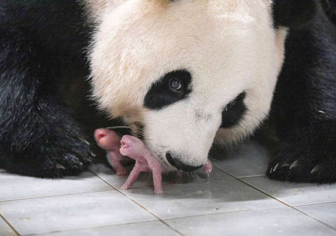 Giant panda gives birth to twins at South Korean theme park - Jersey