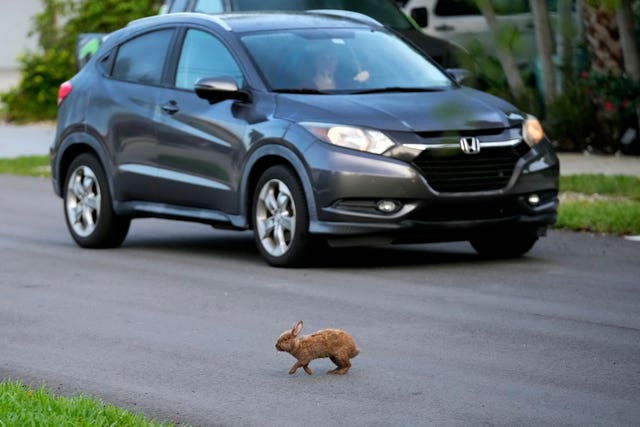 Rabbits on the street