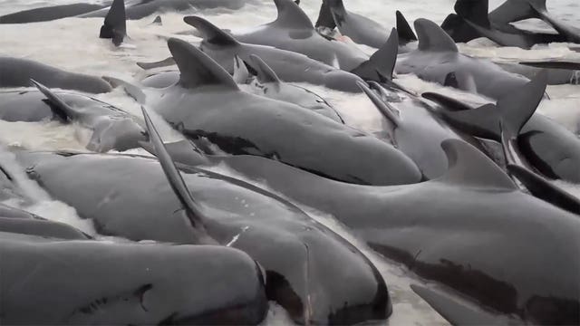 Australia Beached Whales