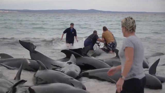 Survivors of whale pod beached on Australian coast are euthanised ...