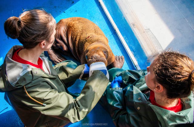 Alaska Rescued Walrus Calf