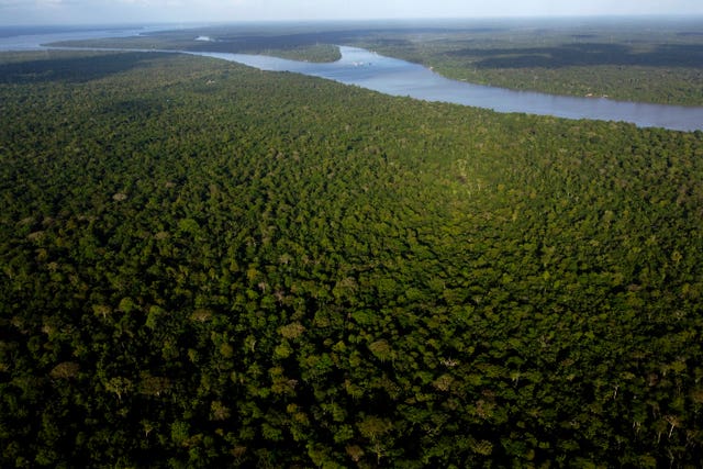 View of the forest in Combu Island on the banks of the Guama River, near the city of Belem, Para state, Brazil