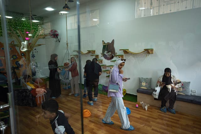 Palestinians enjoy the company of cats on the opening day of Meow Cafe in Gaza City