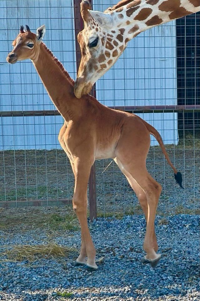 Rare spotless giraffe with no coat pattern born at US zoo | Clacton and