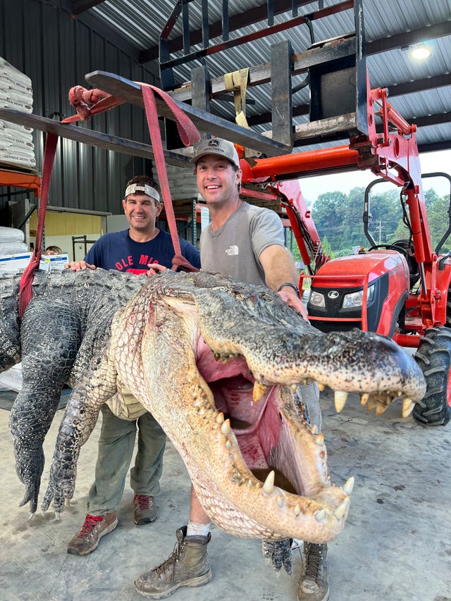 Mississippi Gator