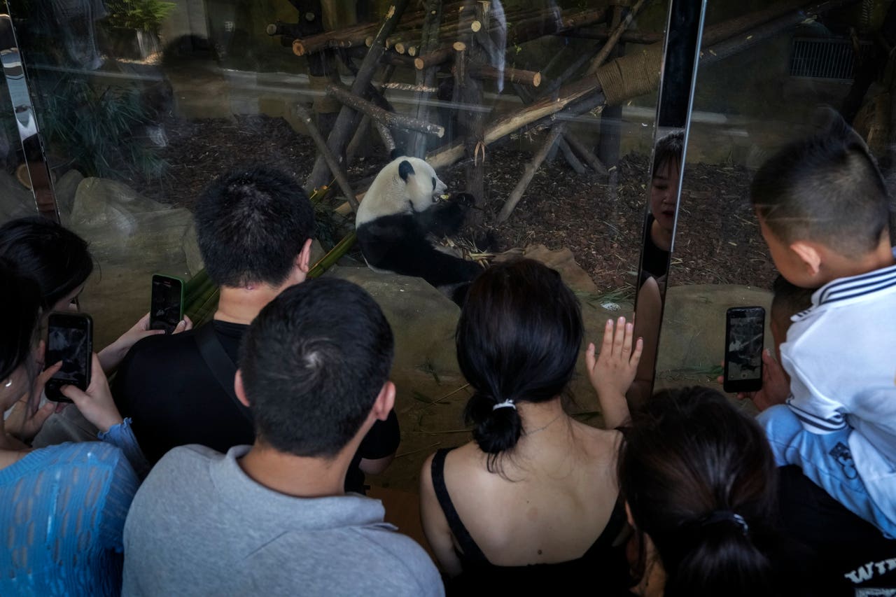 China plans to send San Diego Zoo more pandas, reigniting panda