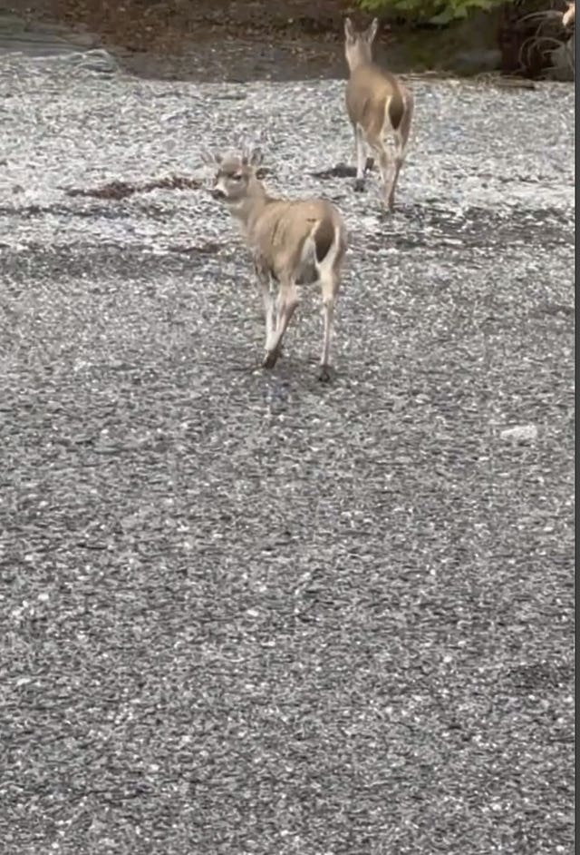 The deer on dry land