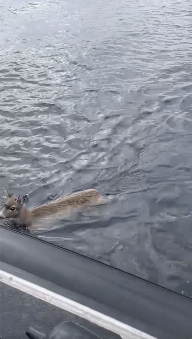 The deer swam to the boat 