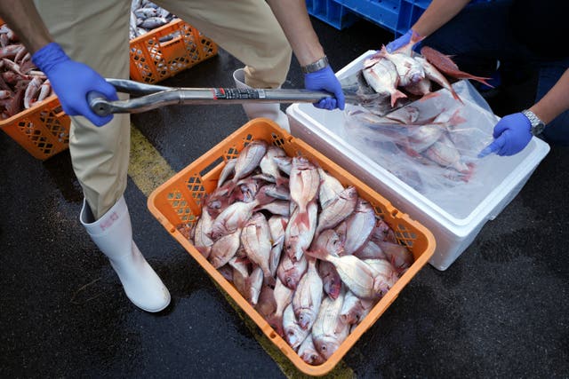 Local staff encase the sample fish to a cold box for a team of experts from the International Atomic Energy Agency
