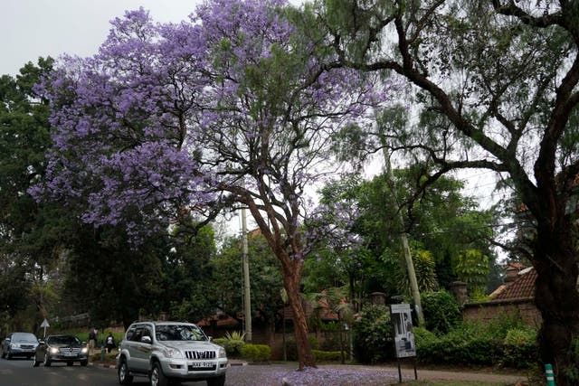 Kenya Jacaranda