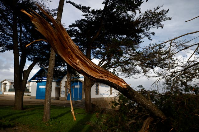 Felled tree