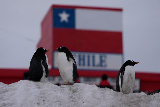 Papua penguins walk at the Bernardo O’Higgins Chilean military base in Antarctica