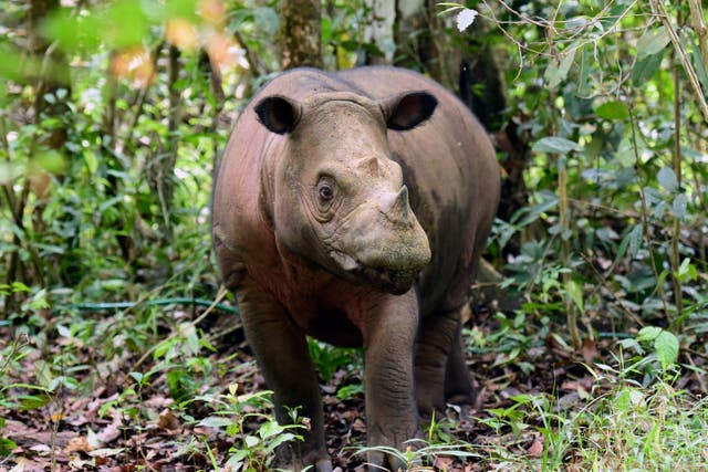 Indonesia Rhino