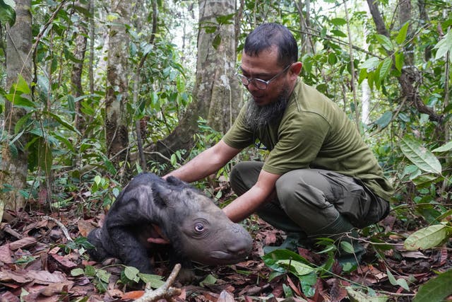 Critically endangered Sumatran rhino born on Indonesian island