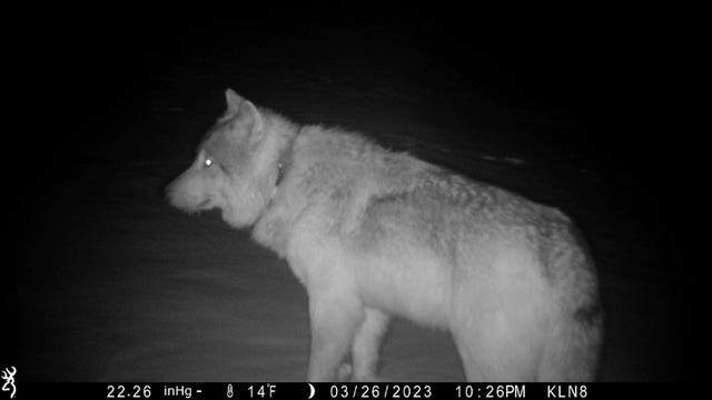 Gray Wolves-Colorado