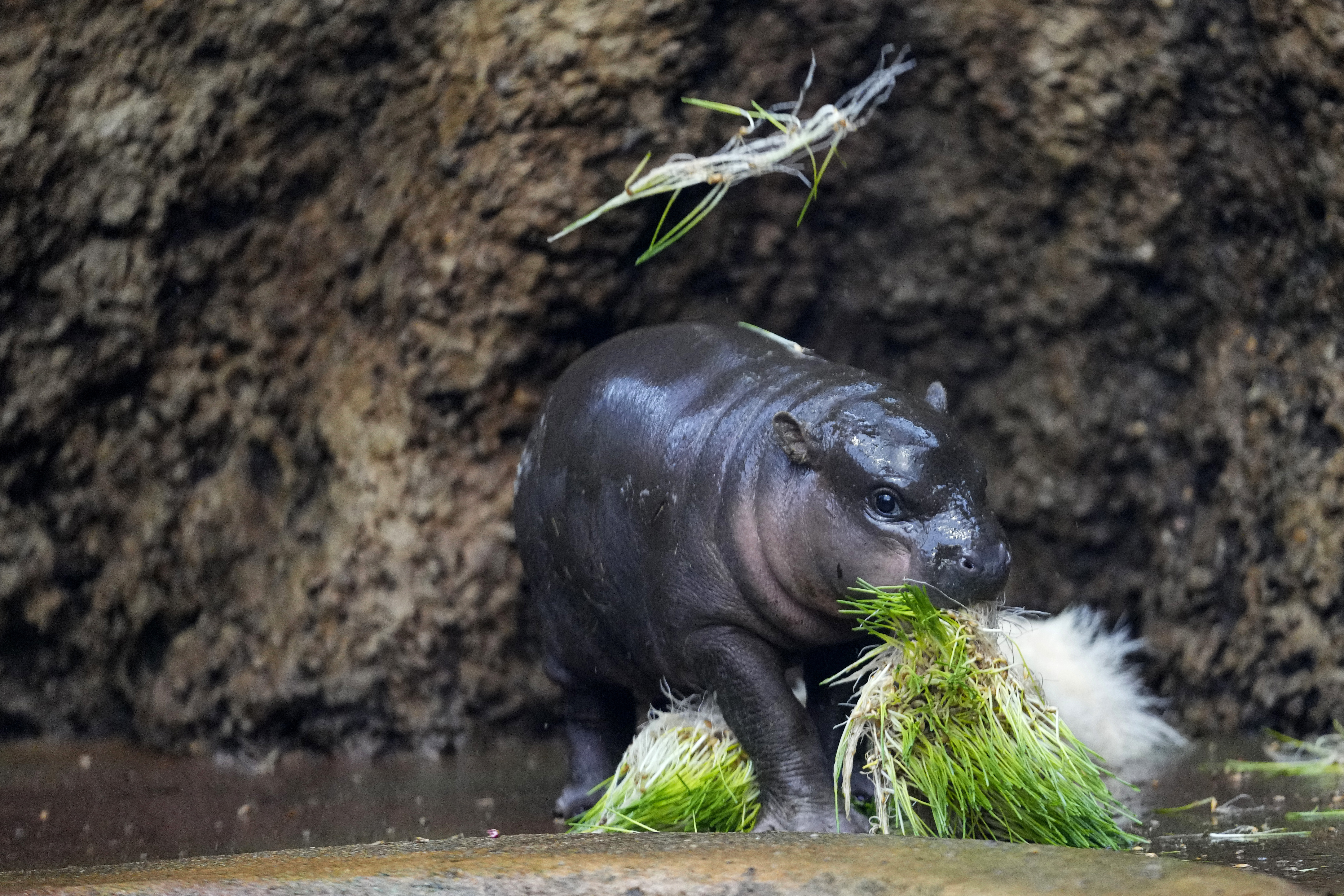 Strike The Pose: First Photoshoot For Rare Male Pygmy Hippo At Czech ...