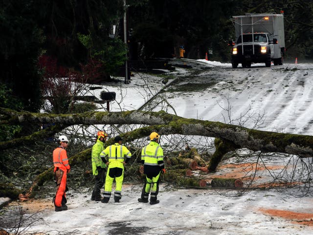 Crews assess how to remove a tree across Madison Street in Eugene, Ore